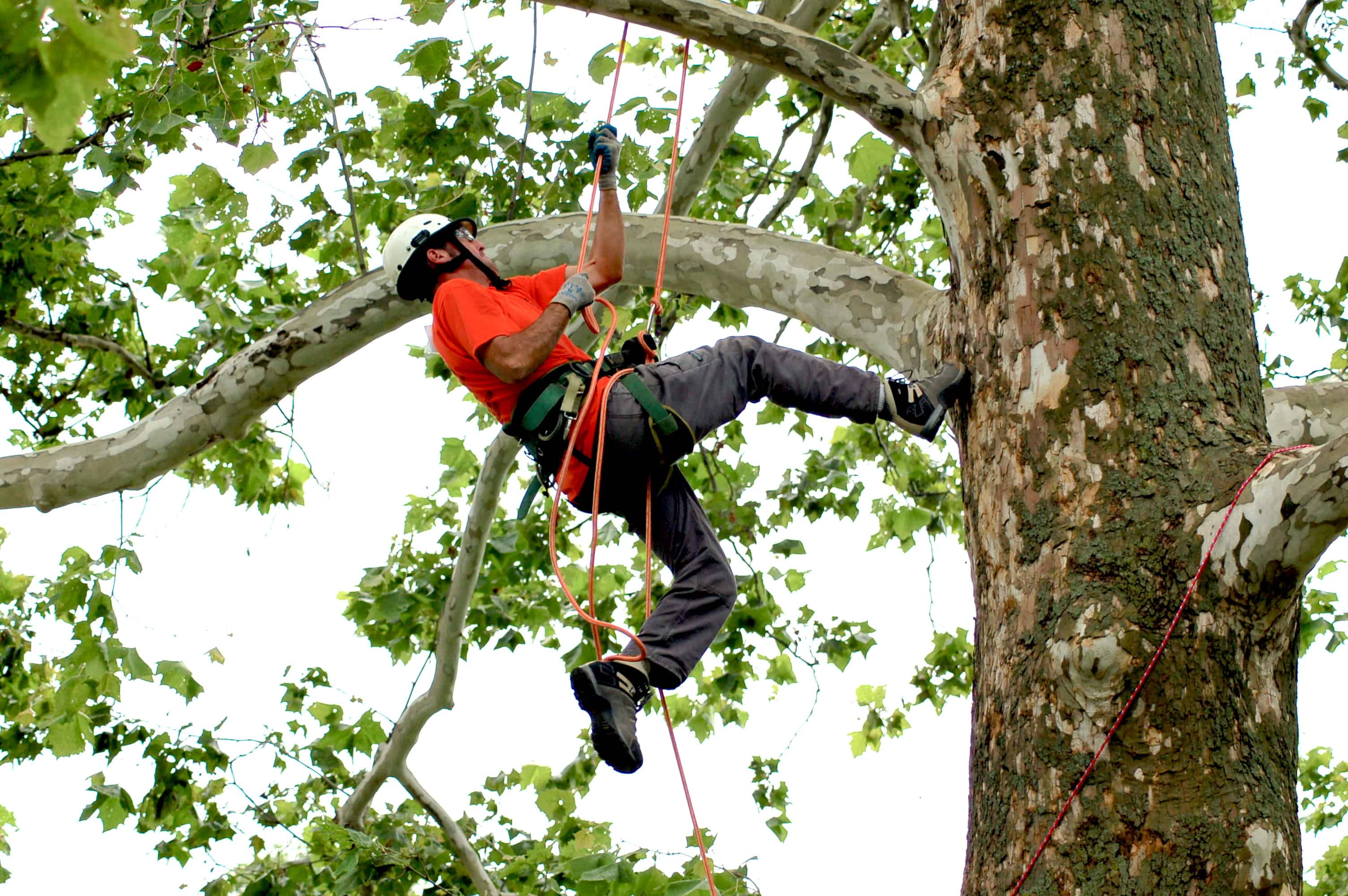 Lambertree Climbing a Sycamore Tree